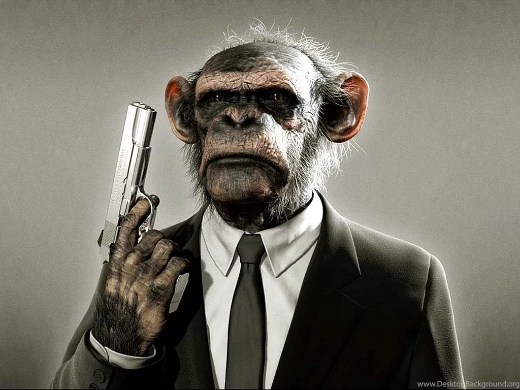 Top Funny Monkey Wallpapers For Facebook Images For Pinterest