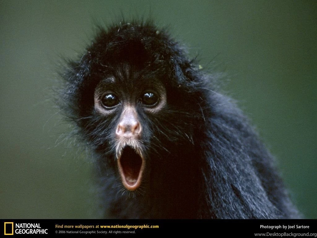 Spider Monkey Picture, Spider Monkey Desktop Wallpaper, Free ...
