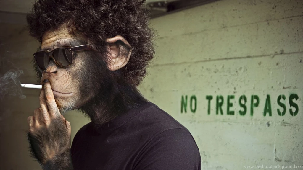 Full HD 1080p Monkey Wallpapers HD, Desktop Backgrounds 1920x1080 ...