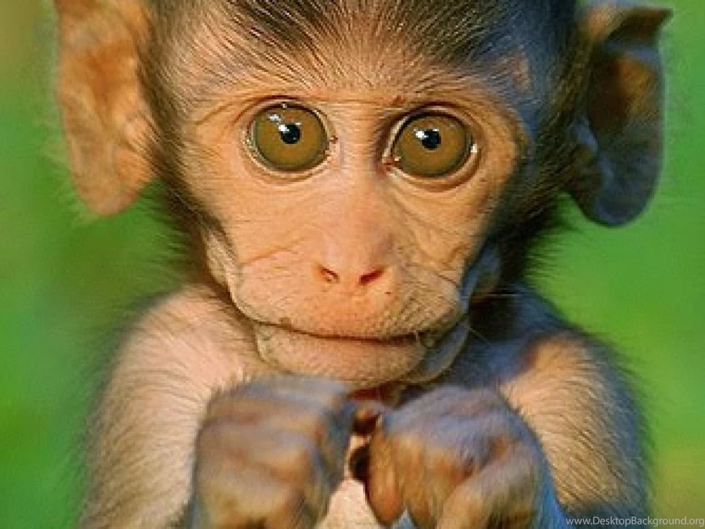 Monkey Wallpaper_hd Wallpaper_download Free Wallpapers
