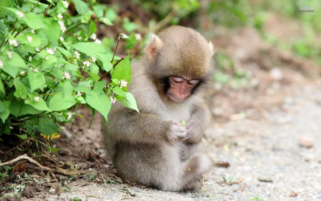 Monkey 18088 1920x1200.jpg