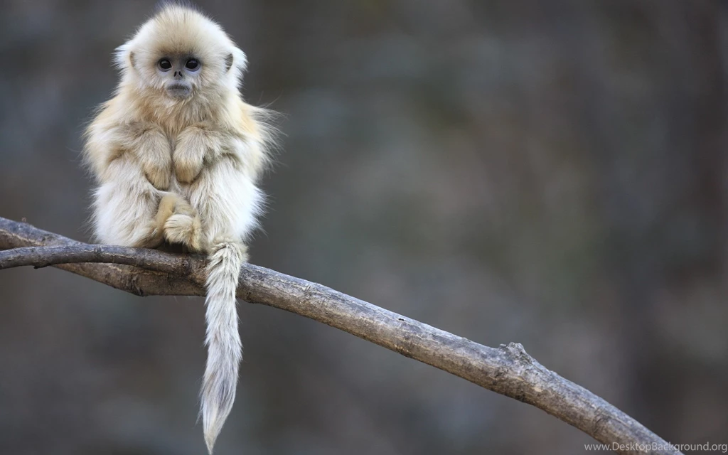 456 Monkeys HD Wallpapers