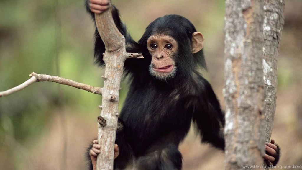 High Definition Monkey Wallpapers With A Black Monkey Climbing A ...