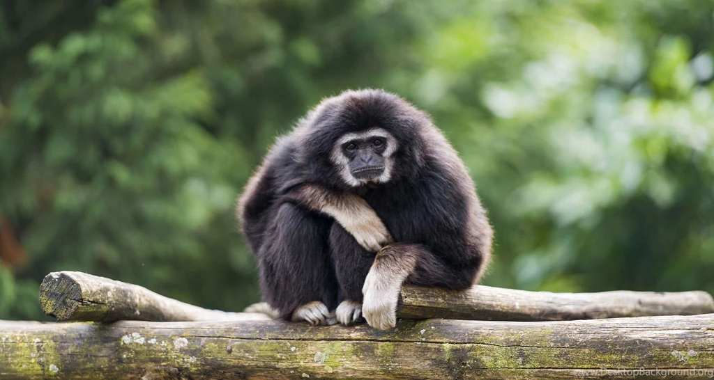 158 Monkey HD Wallpapers