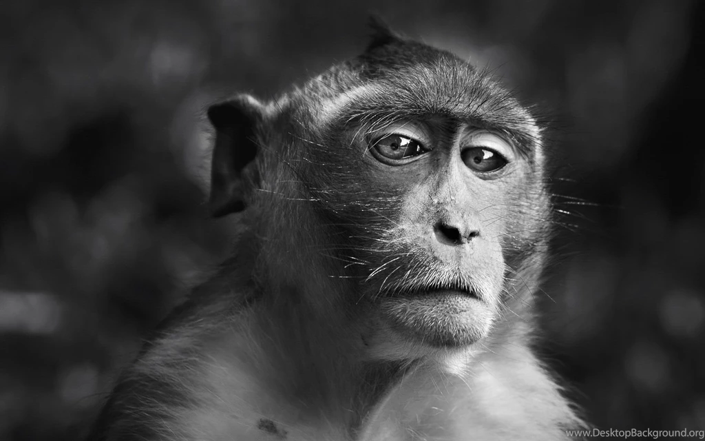Sad Monkey Wallpapers 27304