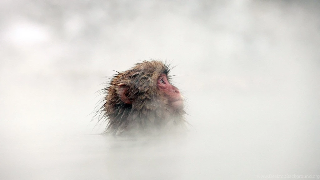 HDscreen: Animals Mist Monkeys Snow Monkey Desktop Bakcgrounds