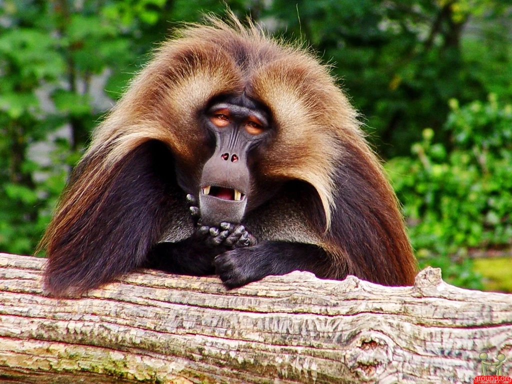 Monkey Wallpapers Desktop