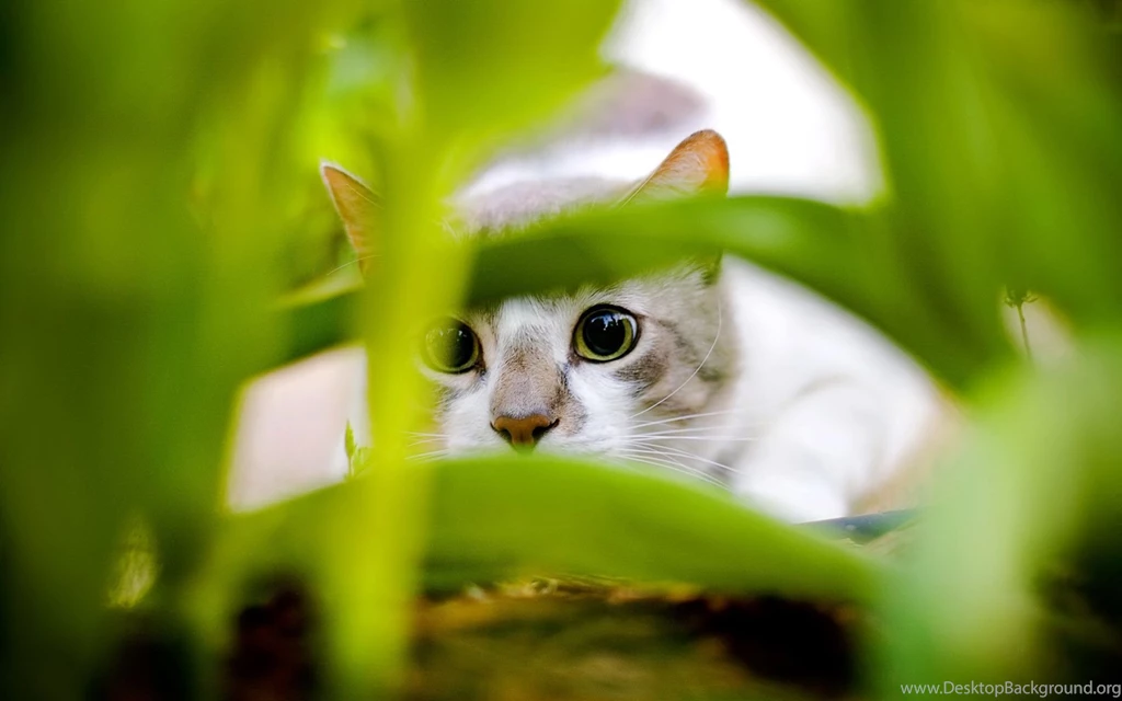 Cute Cats Desktop Wallpapers Free Obtain HD Images New