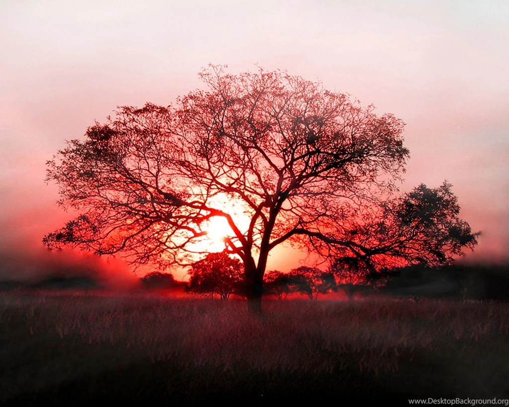 Tree, Black, Red, Shadow, Sun, Tree