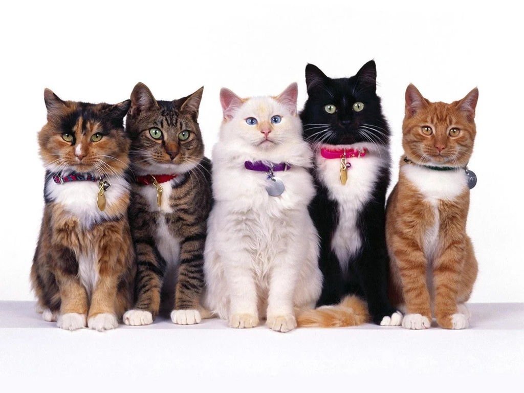 Fancy Felines Cats Free Desktop Backgrounds Free Wallpapers Image