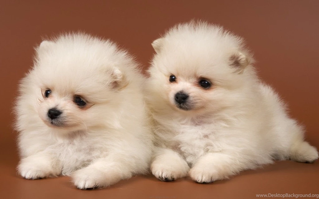 Wallpapers HD Cute Desktop Wallpapers For Windows 7 PowerballForLife