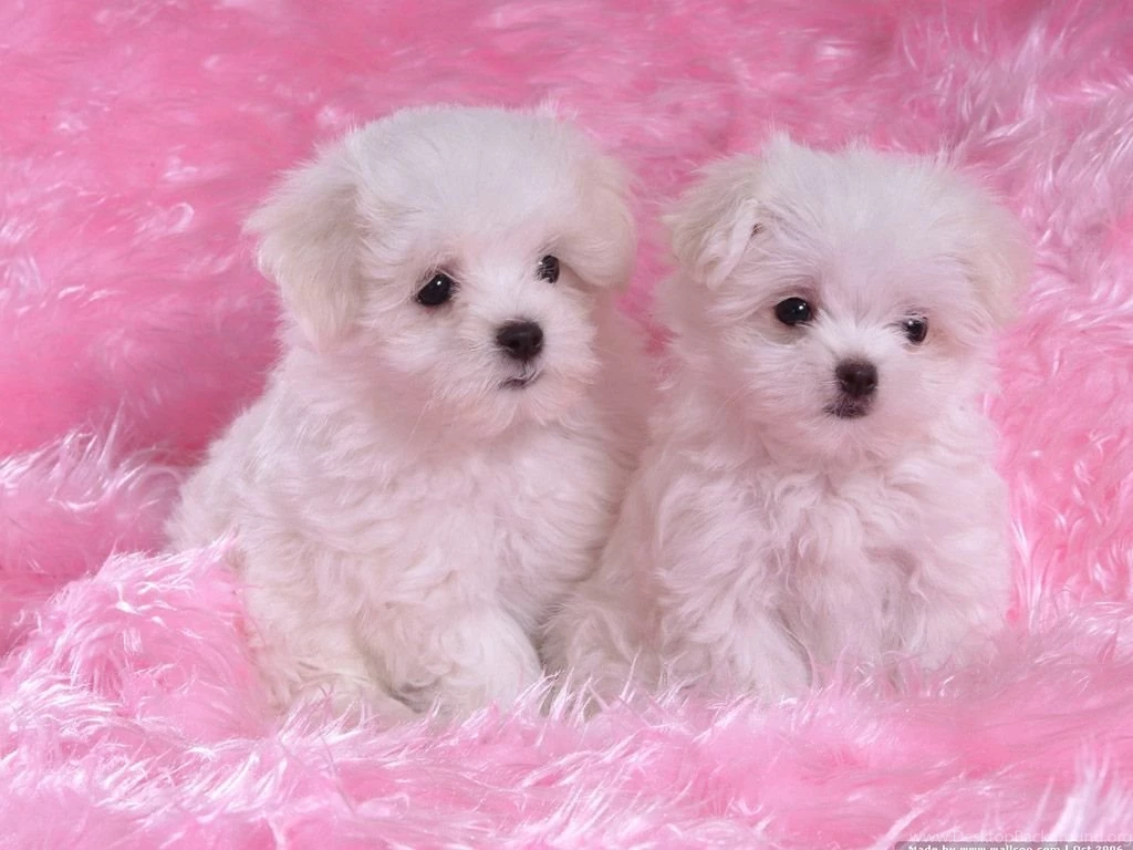Top Moving Puppy Wallpaper Images For Pinterest