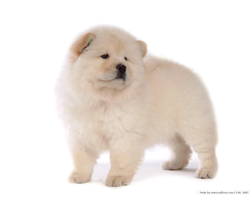 Chow Chow Puppy Wallpapers   Puppies Wallpapers (13936805)   Fanpop