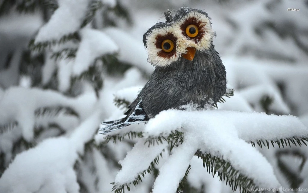 Funny Owl Wallpapers Animal Wallpapers