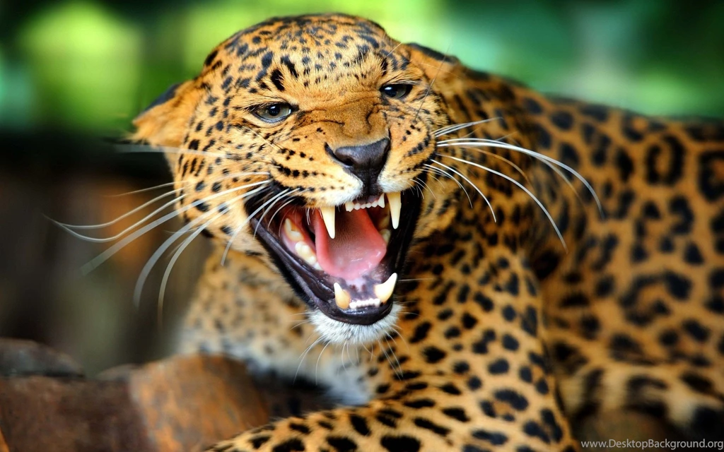 Wild Animal Wallpapers 2015