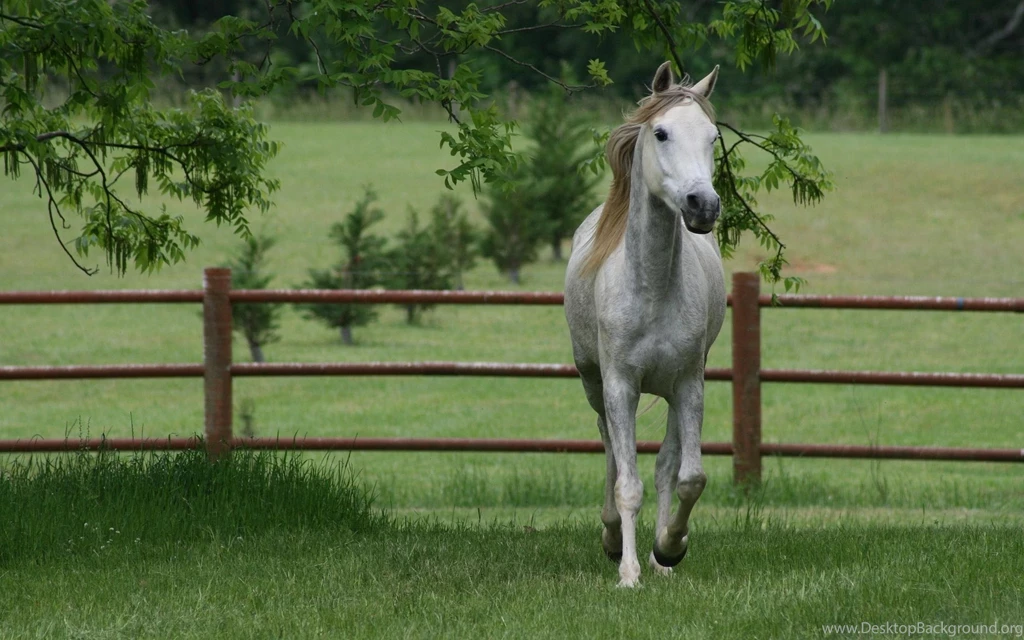 Horse Backgrounds Wallpapers