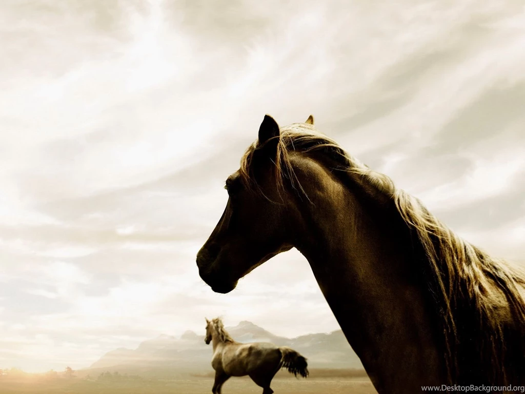 Horse Backgrounds