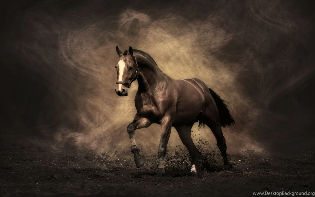 Horse Wallpapers Hd 195845