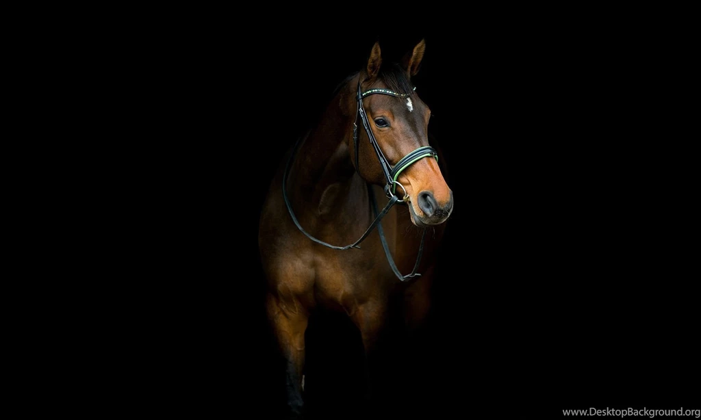 Brown Horse Features On Dark Backgrounds Hd 1080p