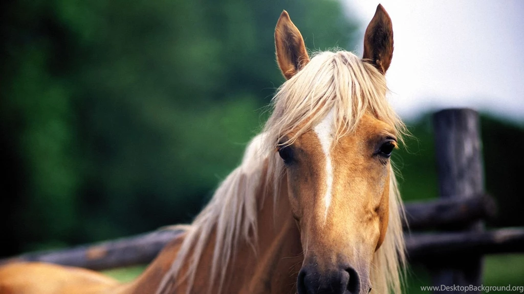 Horse Background.jpg