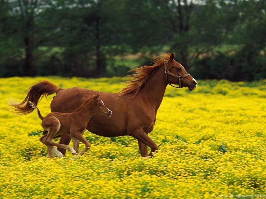 Horses Backgrounds Wallpapers