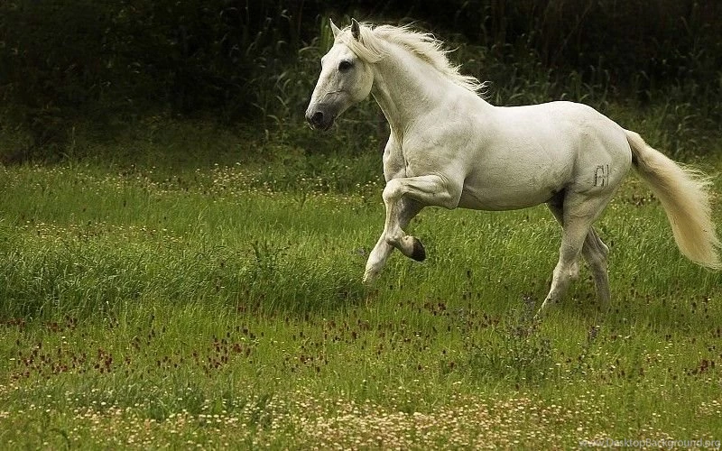 Running White Horse Free Desktop Backgrounds And Wallpapers
