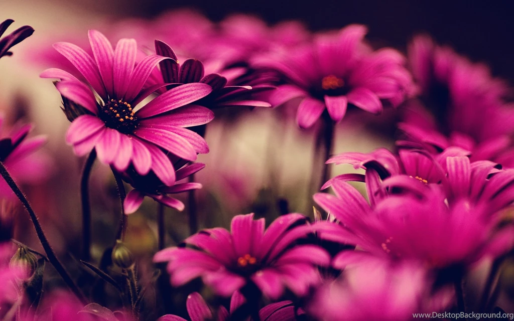 Pink Flower Wallpaper Images