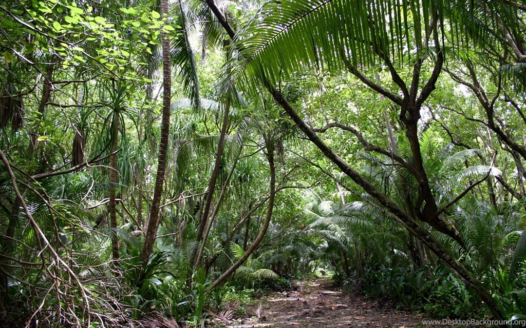 Jungle Backgrounds Wallpapers 186716