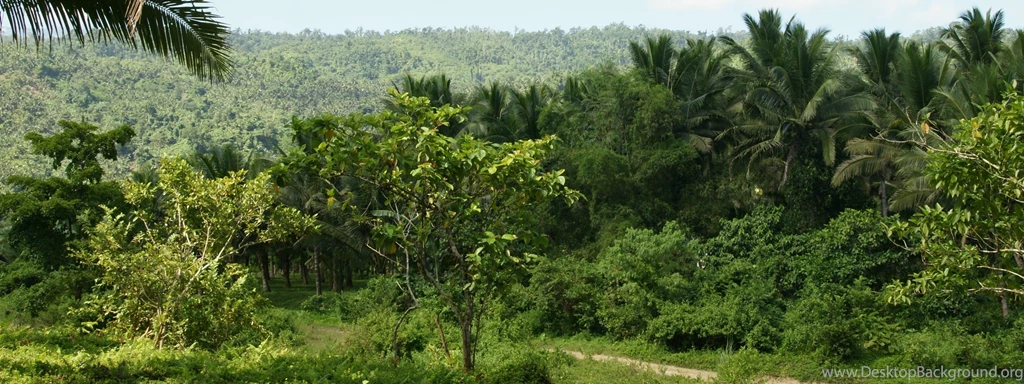 Dual Monitor Background: Tropical Nature, River, Jungle Vegetation