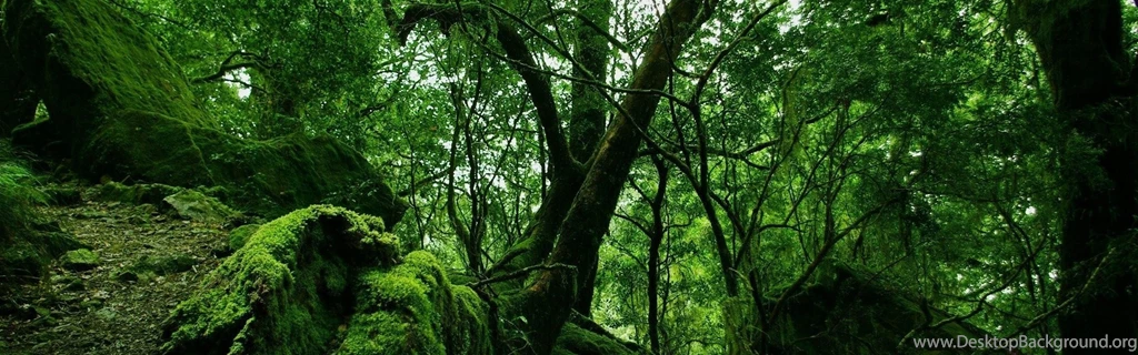 Download Wallpapers 3840x1200 Jungle, Wood, Green, Moss, Lianas ...