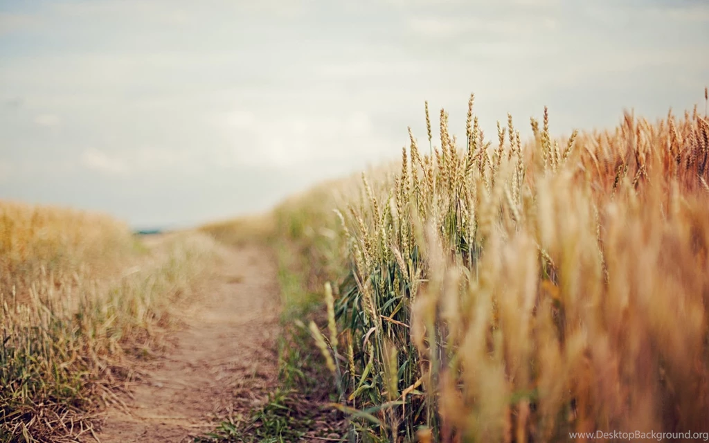 Country Field Road Wallpapers