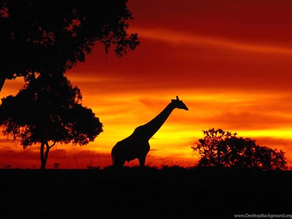 Africa Wallpapers