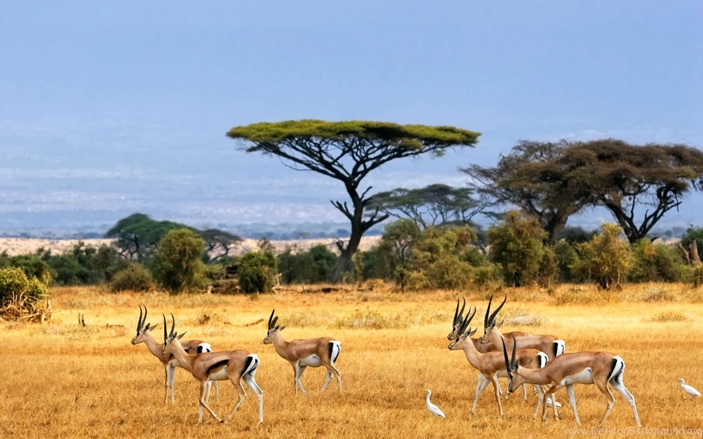African Landscape Of African Animals Wallpapers Download