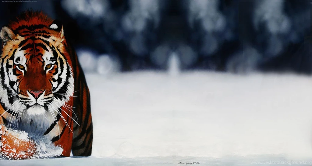 Tiger Twitter Backgrounds Twitterevolutions