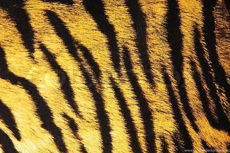 Imitation Of Tiger Leather As A Backgrounds