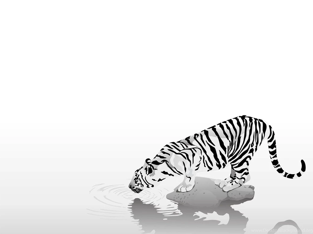 White Tiger Backgrounds Wallpapers