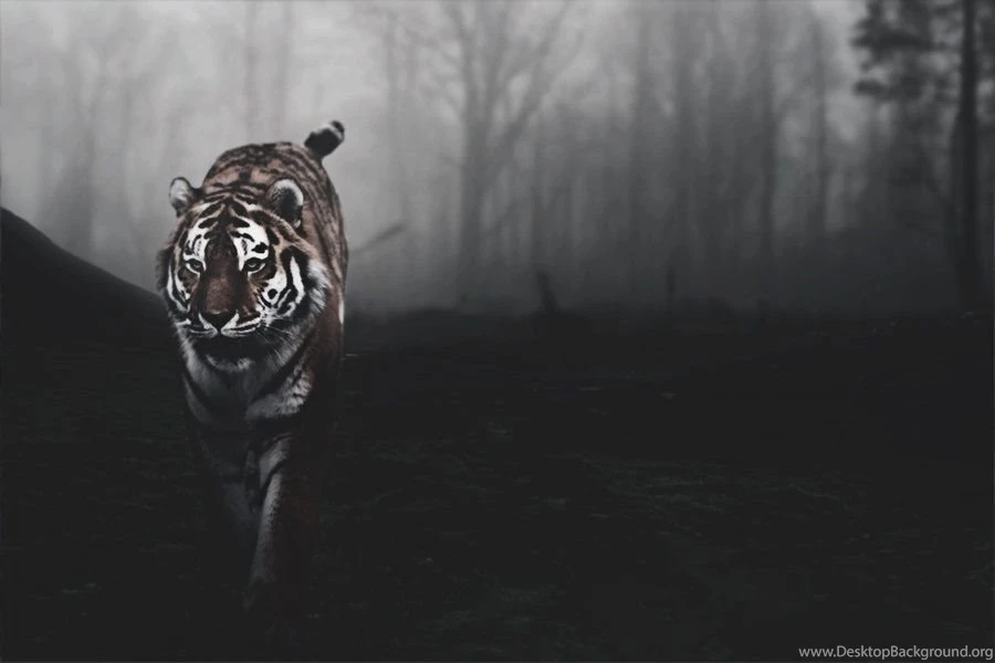 Tiger Backgrounds By A7md3mad On DeviantArt