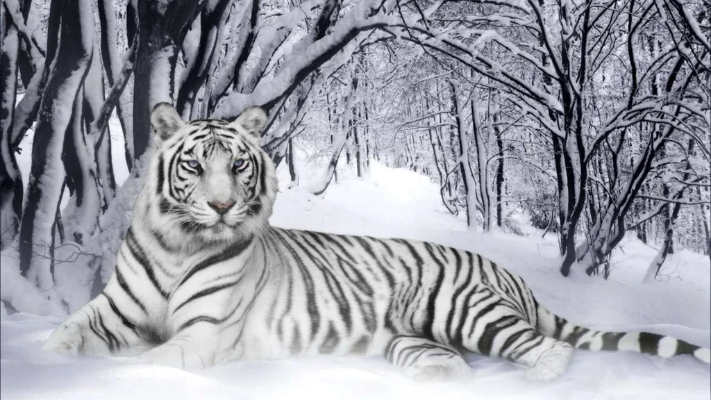 Tiger Wallpapers
