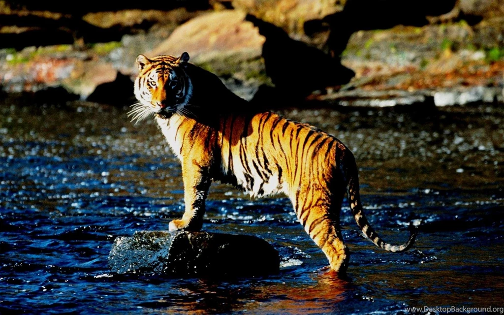 Tiger Backgrounds