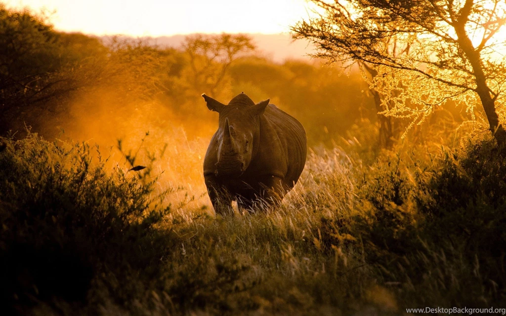 Download Wallpapers 3840x2400 Rhino, Morning, Light, Africa Ultra ...