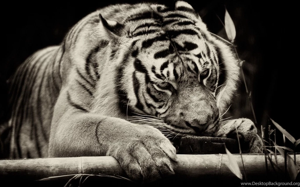 Animal Tiger Sleeping In Black Backgrounds HD Photo