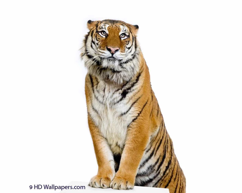 Tiger In White Backgrounds Wallpapers Your HD Wallpapers