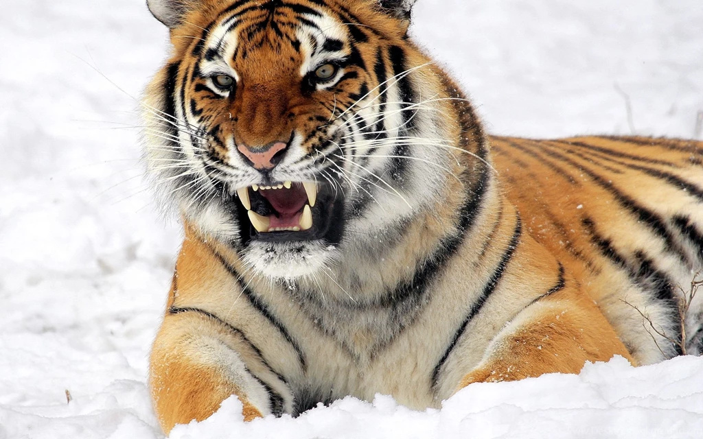 30 Eye Of The Tiger Wallpapers Pictures