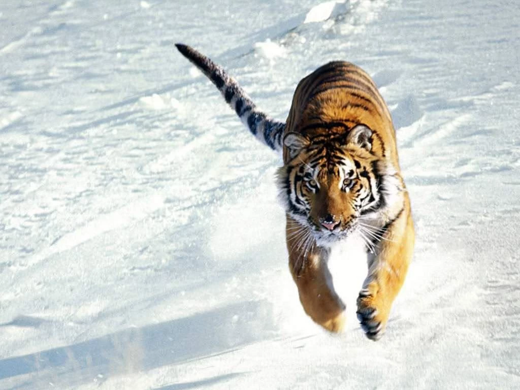 Tiger Jumping Over Snow Photo By Yudeveloper