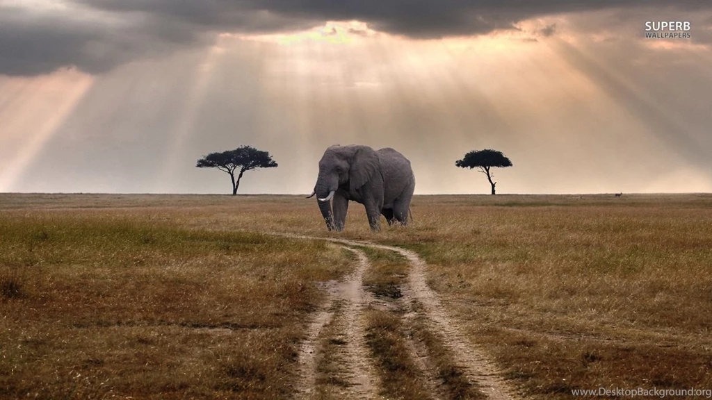 African Elephant Wallpapers Animal Wallpapers