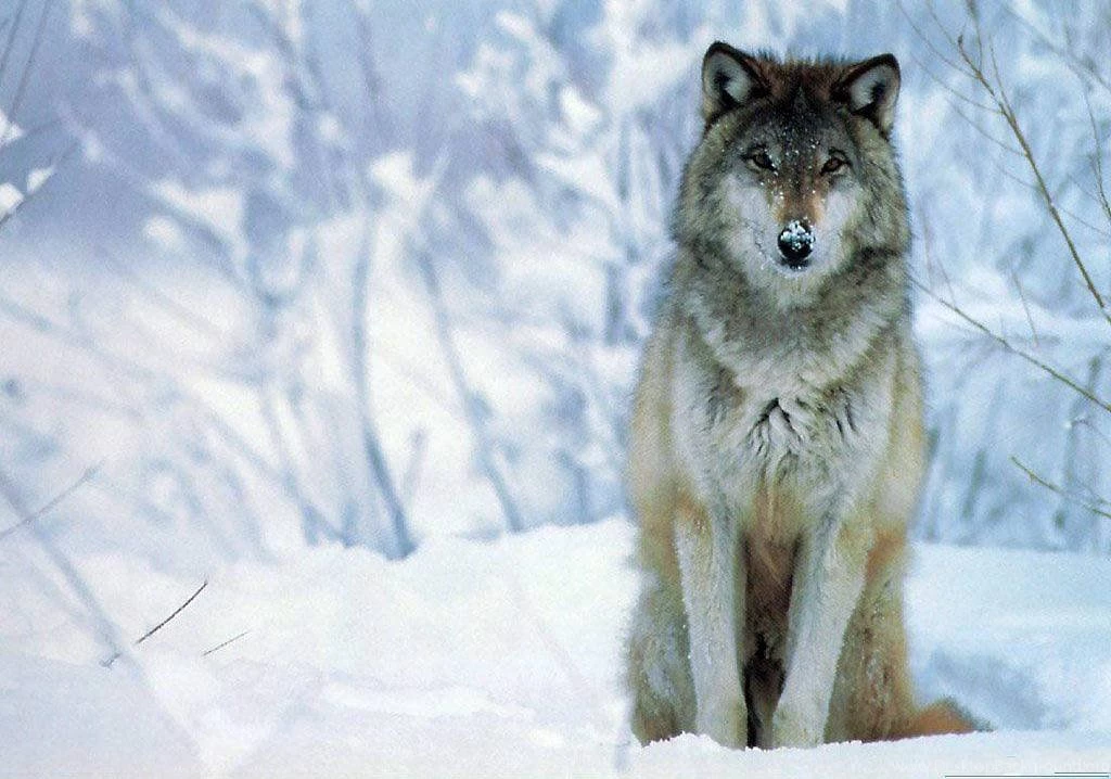 HD Wolf Wallpapers