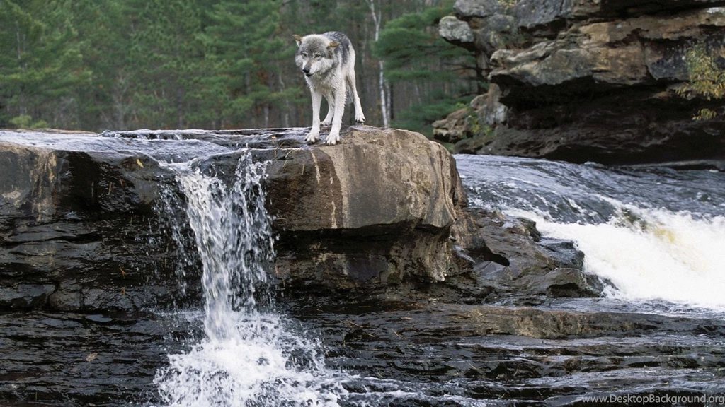 Cool Wolf Wallpaper, Images, Pictures, Images