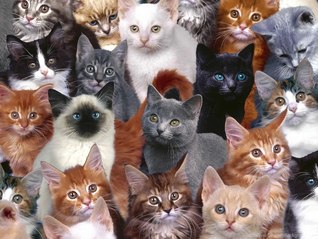 Crazy Desktop Backgrounds