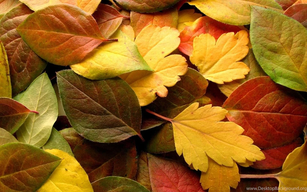 Autumn Wallpaper_hd Wallpaper_download Free Wallpapers