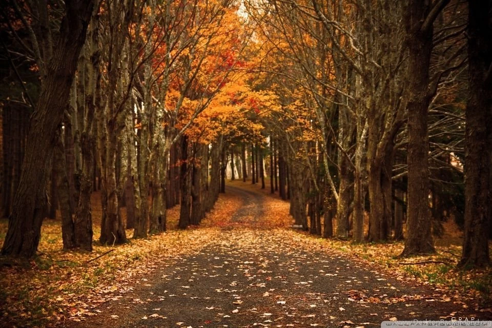 Late Autumn HD Desktop Wallpapers : High Definition : Mobile : Dual ...
